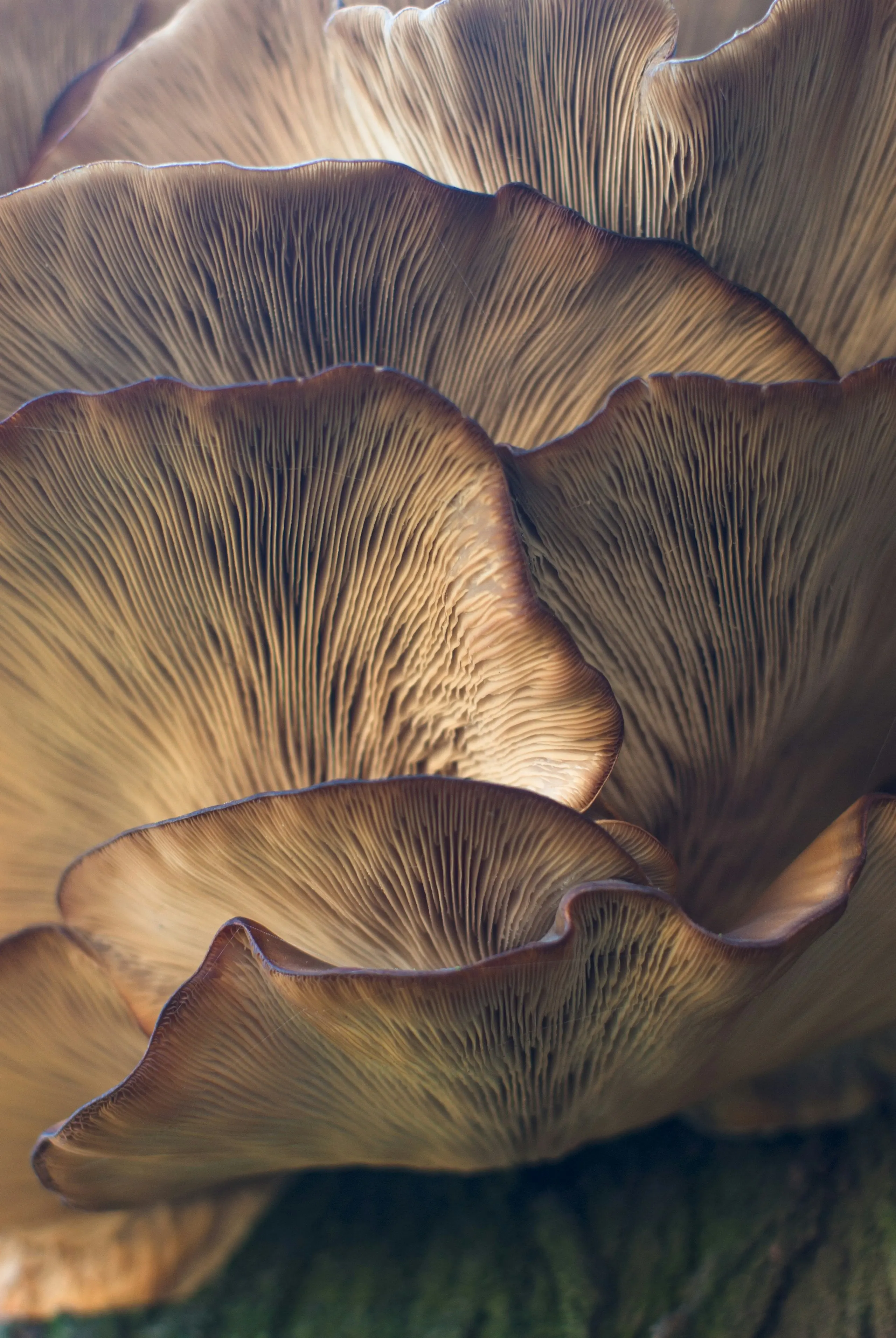 closeup of a mushroom